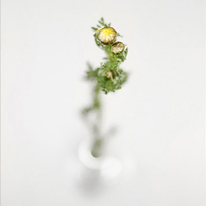 botanical - Inlenso fine art photography - Konstans Zafeiri 